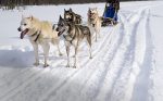Dogs at dog sleds
