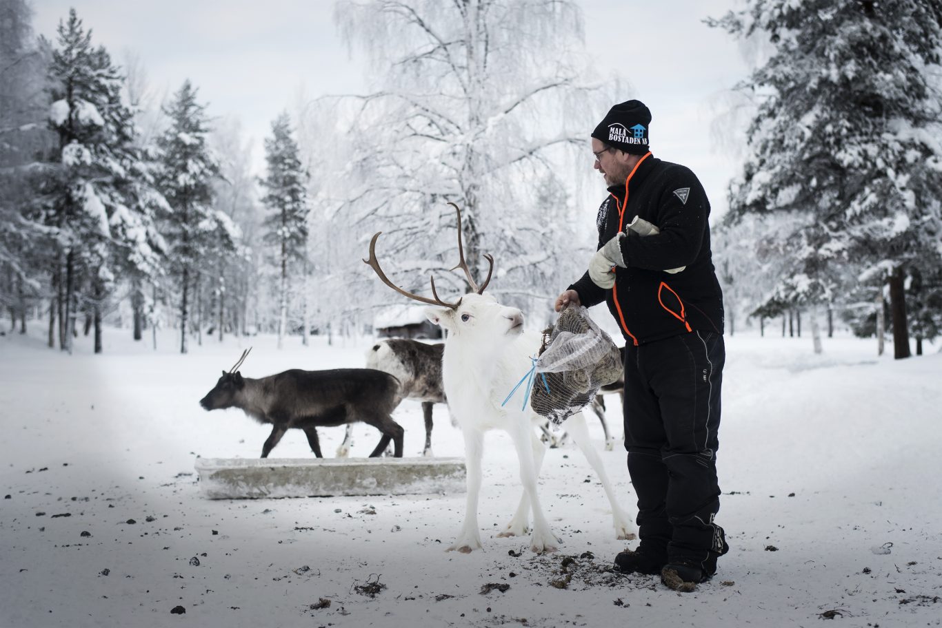 Reindeer at Wilderness Camp in Malå