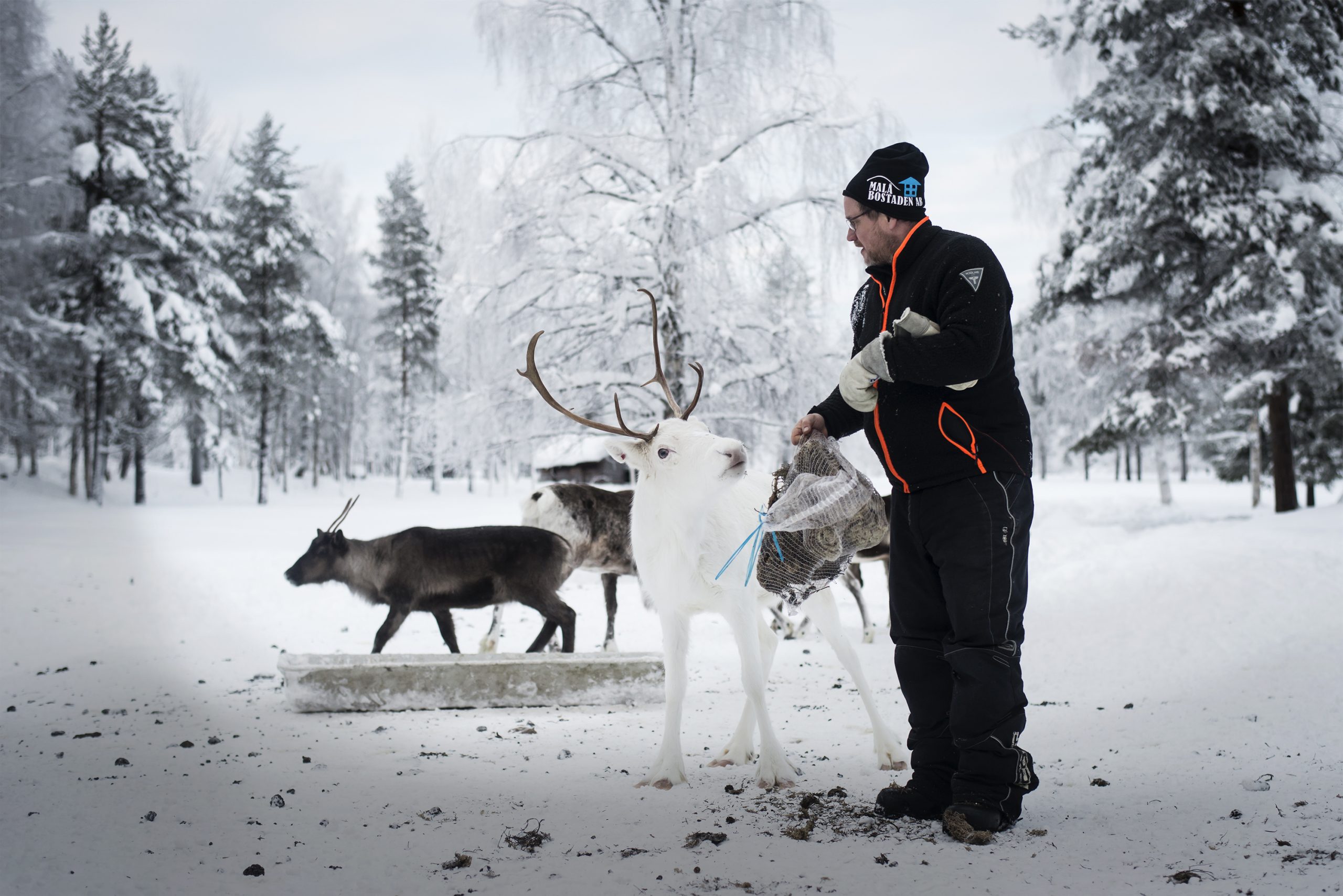 Renar vid Vildmarkscamp i Malå