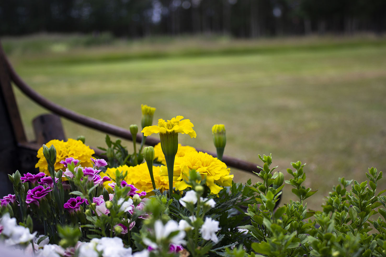 sommarlov Malå